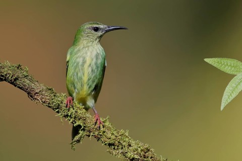 Turquoise Honeycreeper or Red-footed Honeycreeper