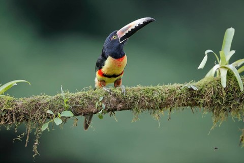 Collared aracari