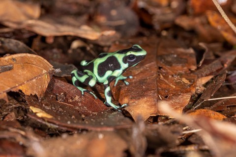 Green and black poison dart frog