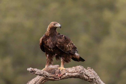 Golden eagle