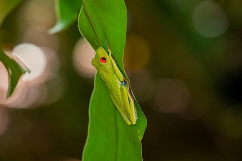 Red eyed tree frog