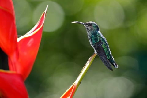 White necked jacobin