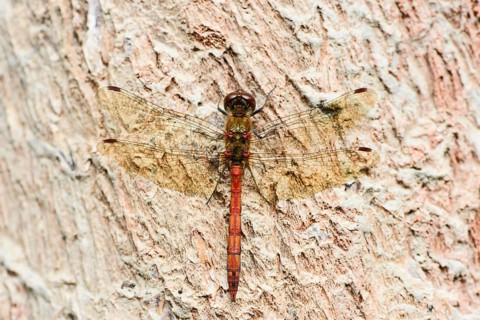 Ruddy darter