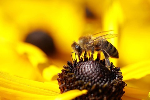 Honey bee