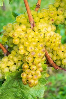 Grapes