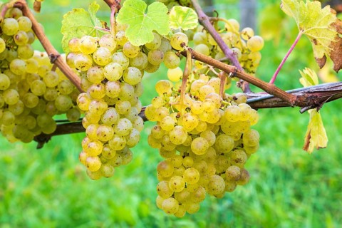 Grapes