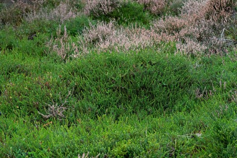 Black crowberry