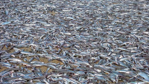Captured sardinops