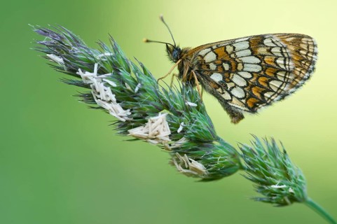 Nickerl's fritillary