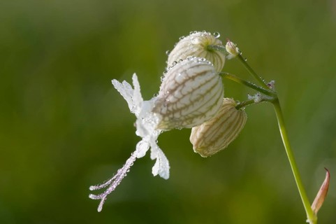 Bladder campion