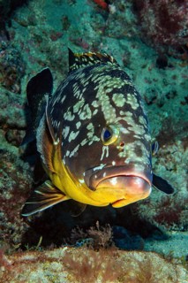 Close-up of dusky grouper