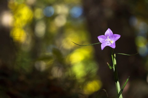 Harebell