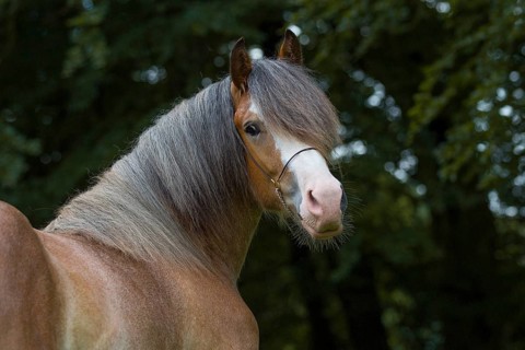 Portrait of a young cold-blooded gelding