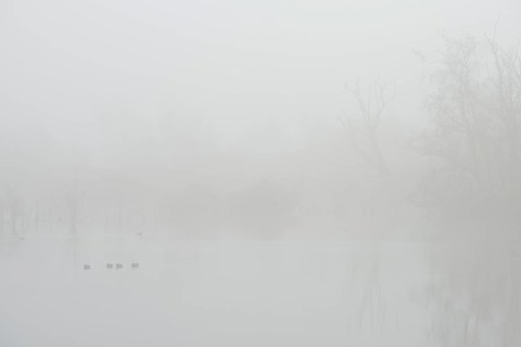 Fog in the Moor