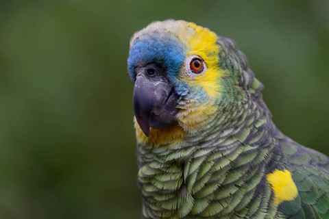 Blue-fronted amazon
