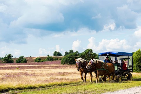 Flowering heath and horse-drawn carriage
