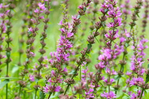 Purple loosestrife