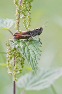 Meadow grasshopper