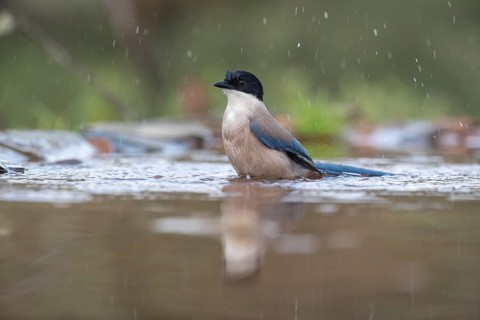 Azure-winged magpie