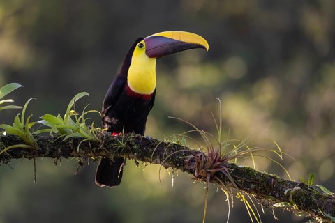 Swainson's toucan or Brown-backed toucan