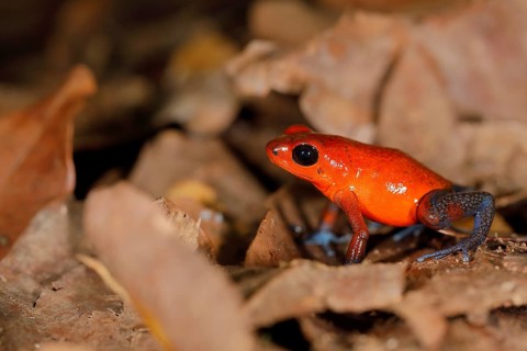 The strawberry poison-dart frog