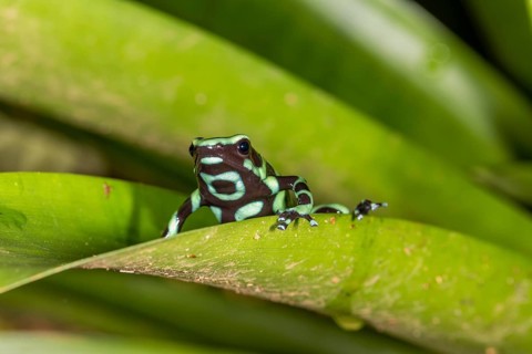 Green and black poison dart frog