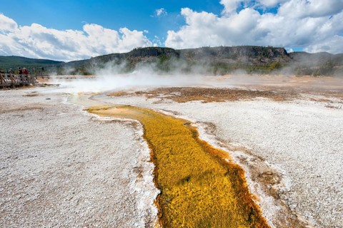 Yellow bacteria and algae in a hot spring at Black Sand Basin and Biscuit Basin
