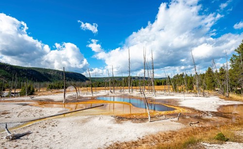 Dead trees at Opalescent Pool with mineral deposits