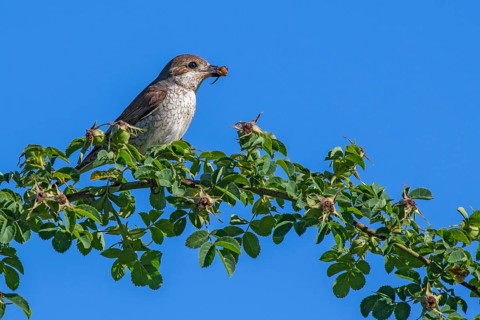 Red-backed shrike