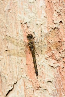 Ruddy darter