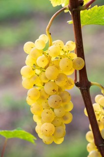 Grapes