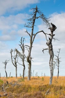 Dead scots pine