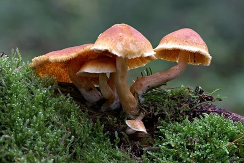 Cortinarius bolaris