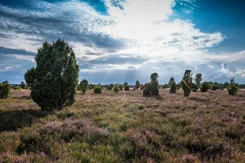 Flowering heath and juniper