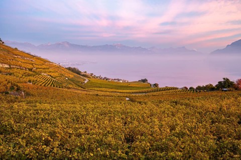 Vineyards in autumn near Chexbres