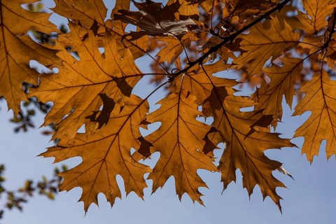 Northern red oak