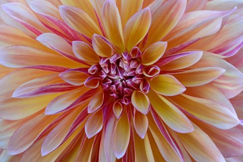 Jewel dahlia