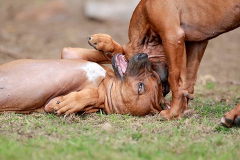 Rhodesian Ridgeback