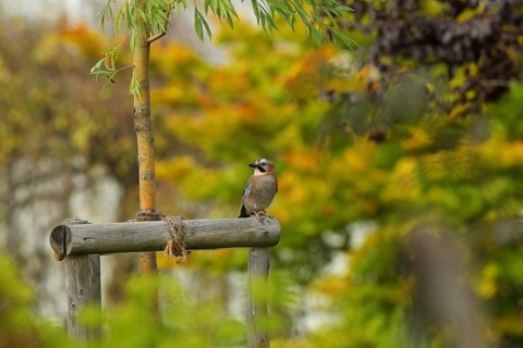 Eurasian jay