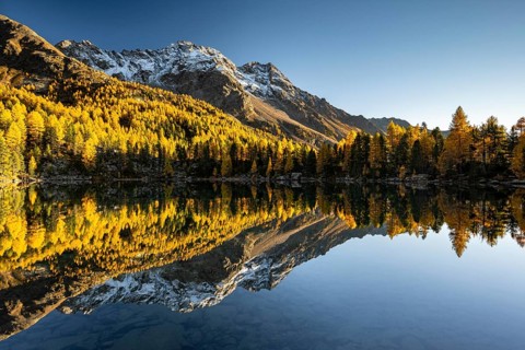 Autumn larch forest reflected in the mountain lake Lago di Saoseo