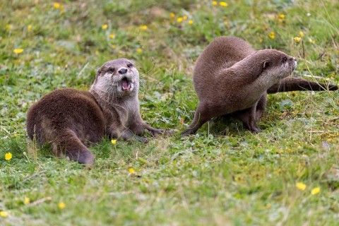 Oriental small clawed otter