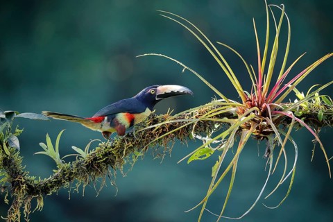 Collared aracari