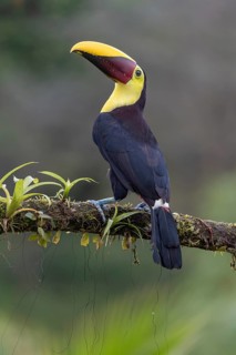 Swainson's toucan or Brown-backed toucan