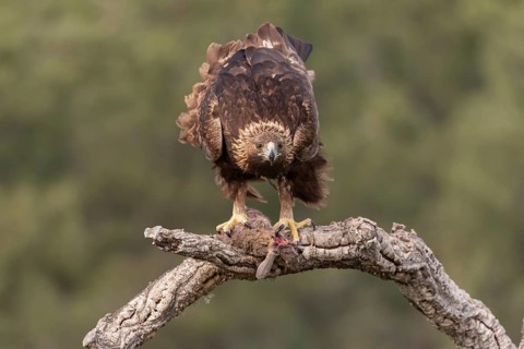 Golden eagle