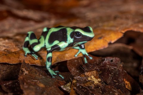 Green and black poison dart frog