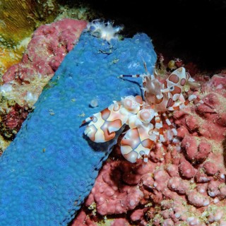 Eastern harlequin shrimp