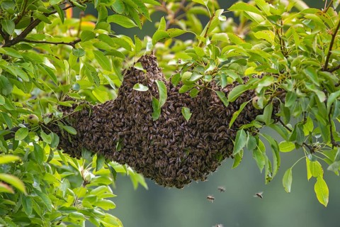 Honey bees