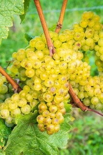 Grapes