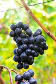 Blue grapes