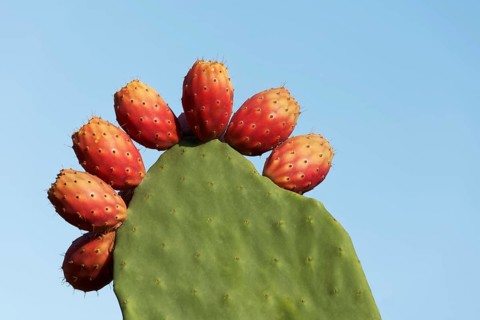 Cactus pear